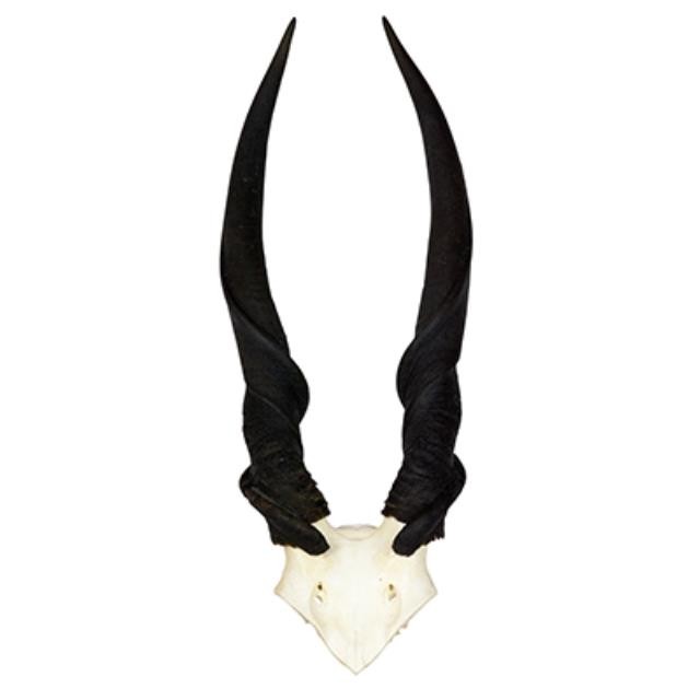 Blesbok Antler/Inside Center