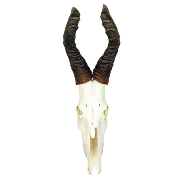 Eland Antlers/Full Skull