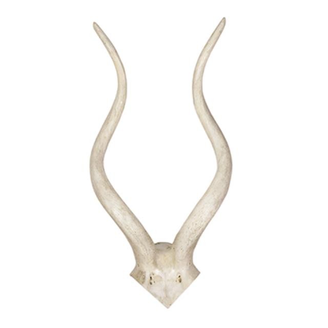 Sm White  Kudu Antler/24"