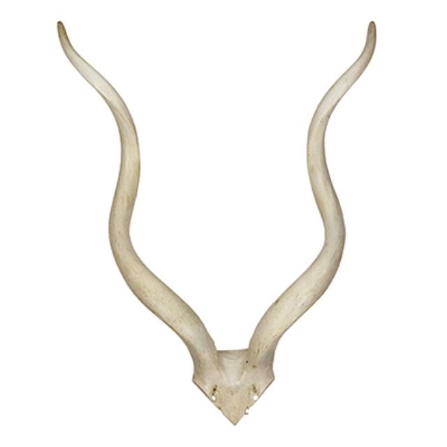 Med White Kudu Antler/26"