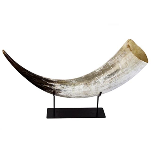 African Cow Horn