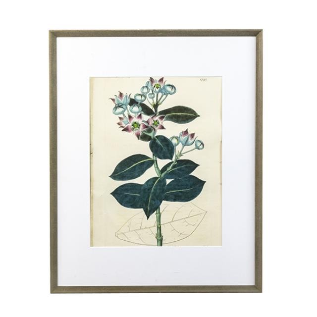 PRINT-Purple Milkweed/Calotropis-1792