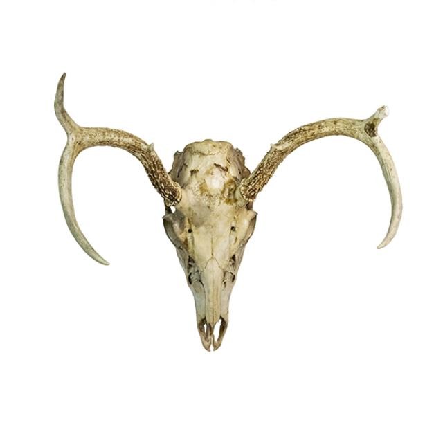 SKULL W/ANTLERS