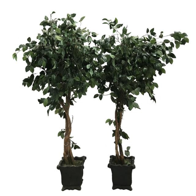 FAUX CAMELLIA TREE-(6')Three Twisted Trunk W/Black Pot