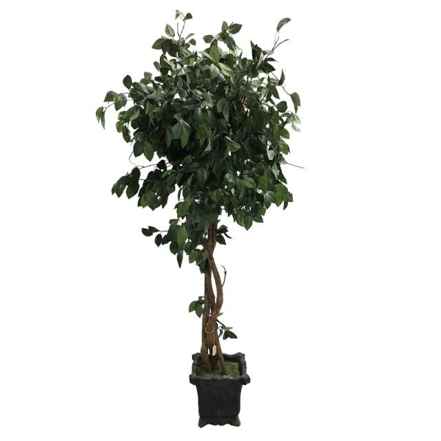 FAUX CAMELLIA TREE-(6')Three Twisted Trunk W/Black Pot