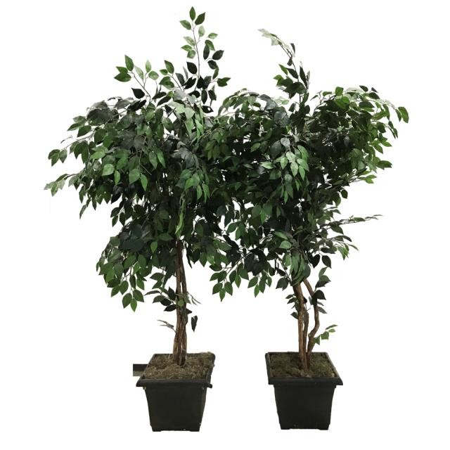 FAUX FICUS TREE-(6')Triple Trunk W/Black Pot