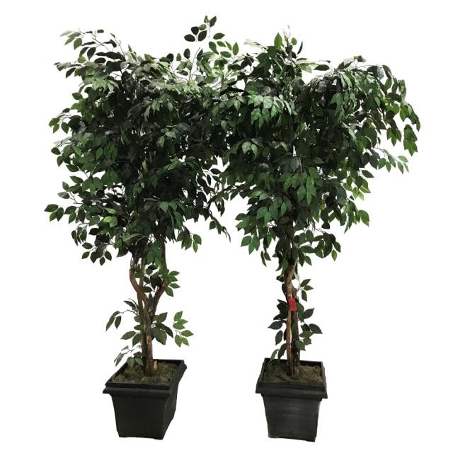 FAUX FICUS TREE-(7') Triple Trunk W/Black Pot