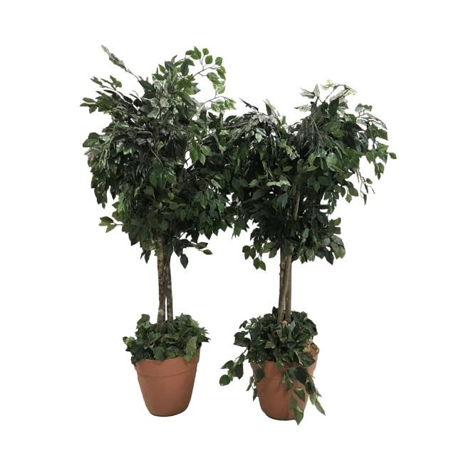 FAUX TREE-(6'5") Fichus In Faux Terracotta Pot