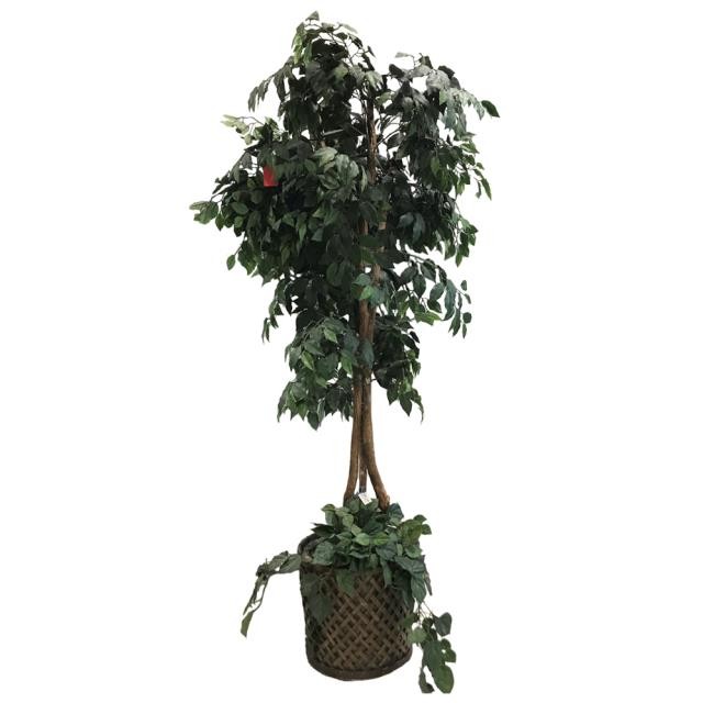 FAUX TREE-(6'5")Fichus W/Wicker Basket & Ivy