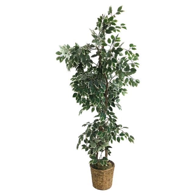 FAUX TREE-(6'5")Variegated Fichus W/Wicker Pot