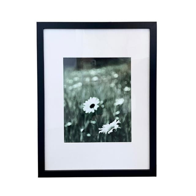 (HDEW0104)FRAMED PHOTOGRAPHY-Blk/Wht Photo-Two Daisies