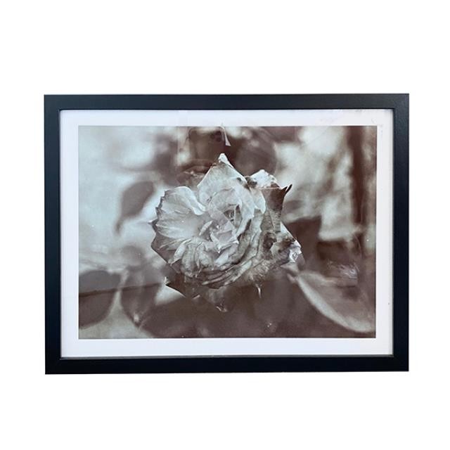 (HDEW0108)FRAMED PHOTOGRAPHY-Blk/Wht Photo-Single Rose