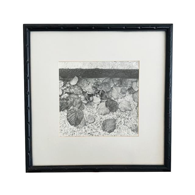 (LWCA0147)CLEARED ART-Black & White Photo-Dried Leaves