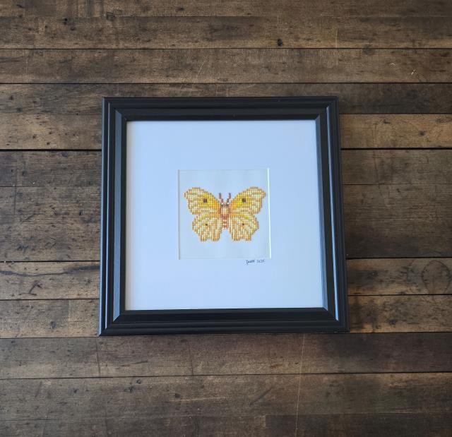 (8521PJ74)Butterfly | Clouded Sulphur